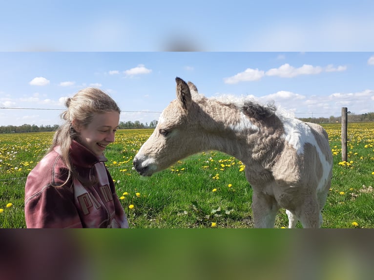 NRPS Mix Wallach 2 Jahre 142 cm Falbe in Ruinen