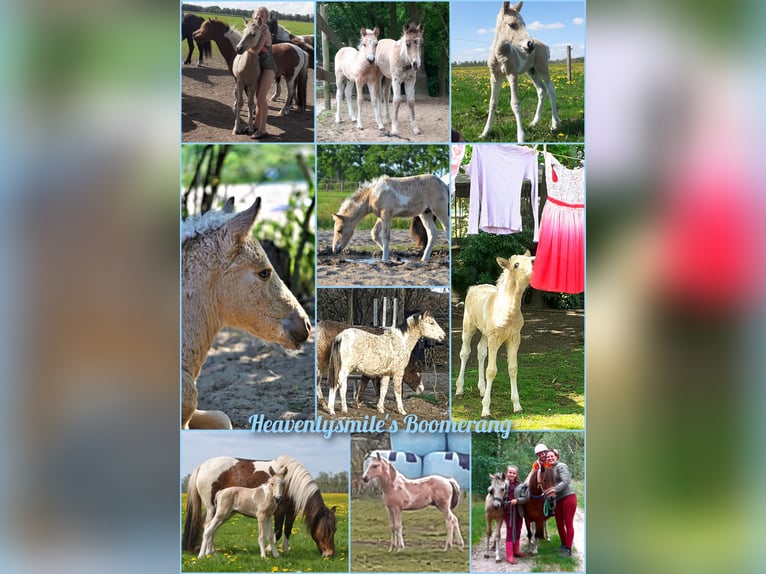 NRPS Mix Wallach 2 Jahre 142 cm Falbe in Ruinen
