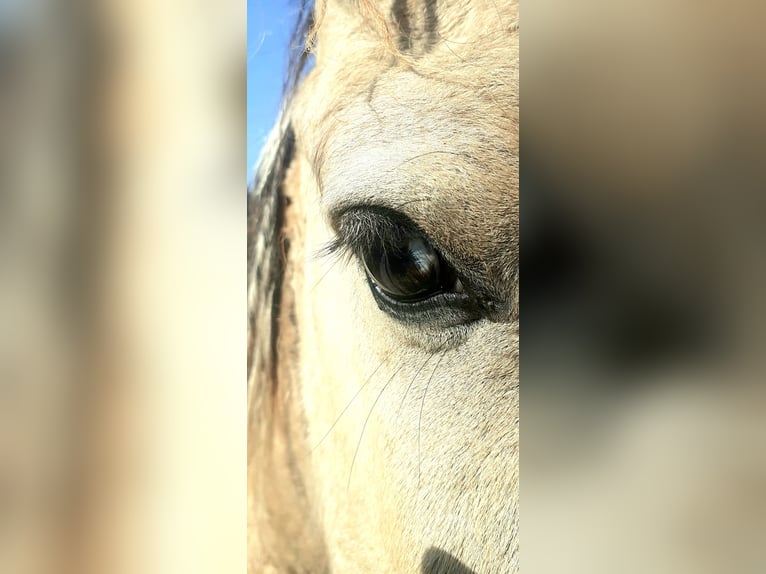 NRPS Mix Wallach 2 Jahre 142 cm Falbe in Ruinen