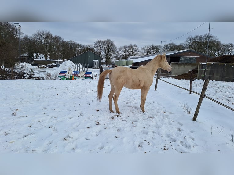 NRPS Wallach 2 Jahre 150 cm Perlino in Wapse