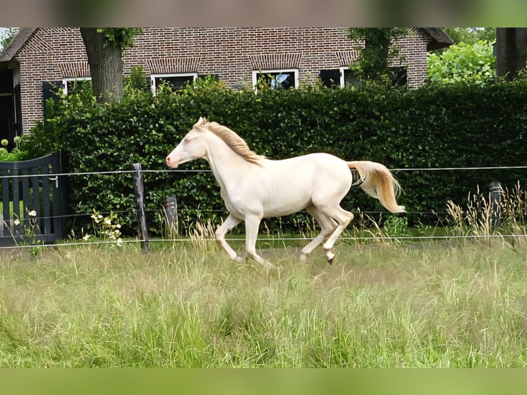 NRPS Wallach 2 Jahre 150 cm Perlino in Wapse