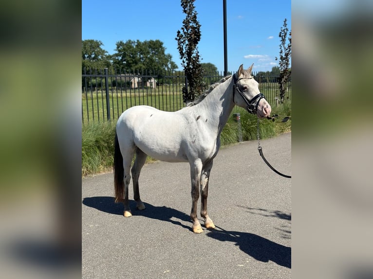 NRPS Wallach 3 Jahre 126 cm Tigerschecke in Wagenberg