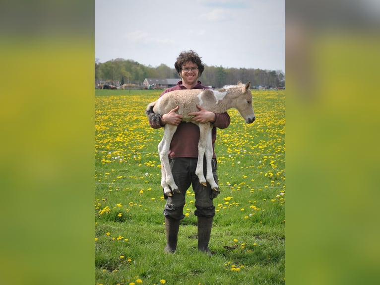 NRPS Mix Wallach 3 Jahre 142 cm Falbe in Ruinen