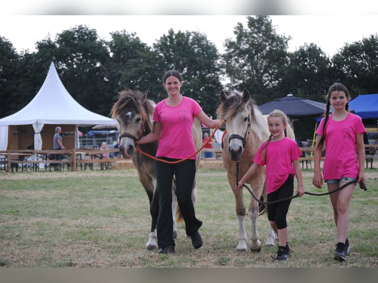 NRPS Mix Wallach 3 Jahre 142 cm Falbe in Ruinen