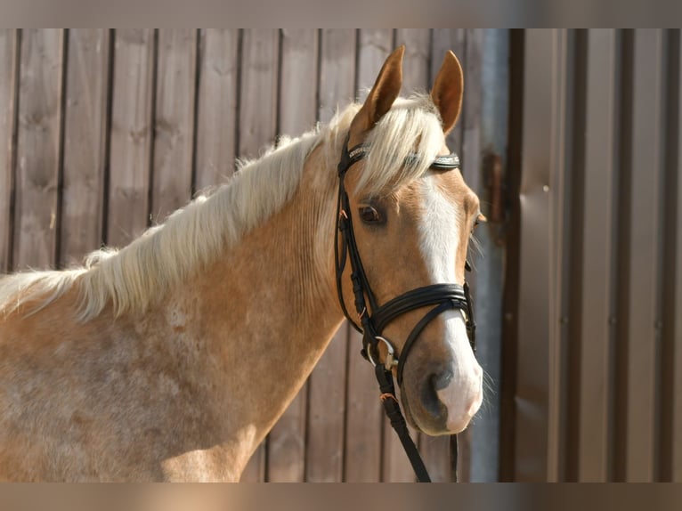 NRPS Wallach 3 Jahre 142 cm Palomino in Geilenkirchen