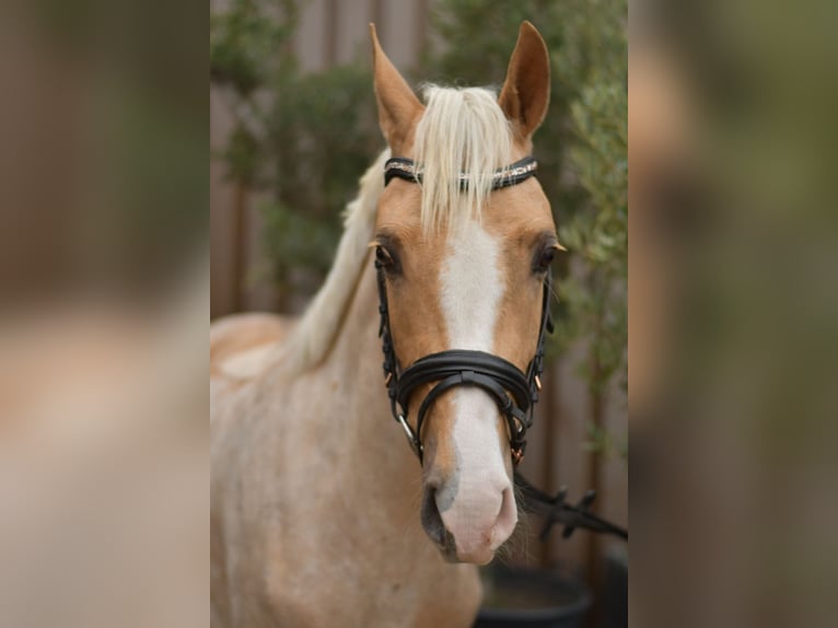 NRPS Wallach 3 Jahre 142 cm Palomino in Geilenkirchen