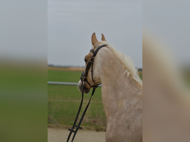 NRPS Wallach 3 Jahre 142 cm Palomino in Geilenkirchen