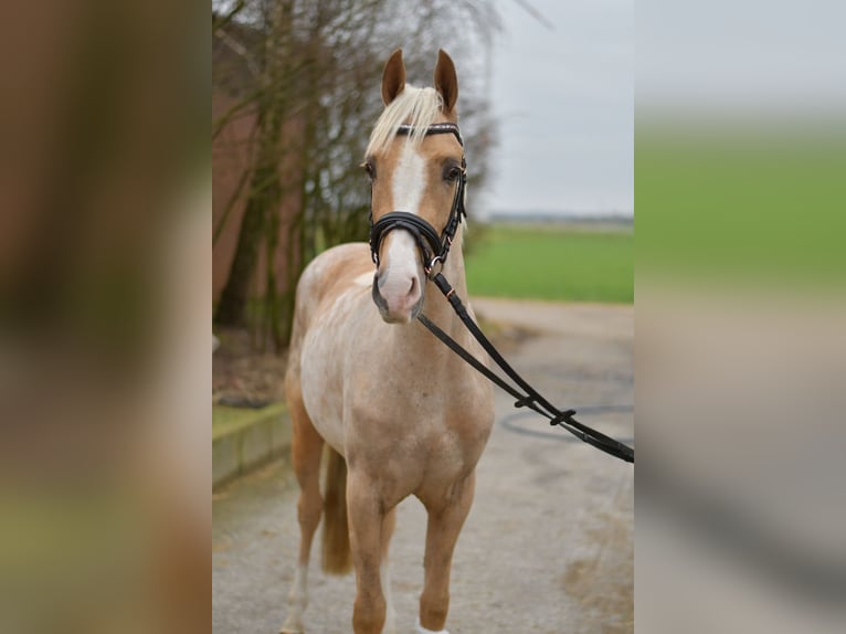 NRPS Wallach 3 Jahre 142 cm Palomino in Geilenkirchen