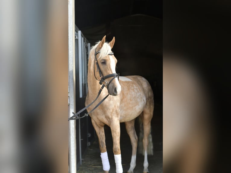 NRPS Wallach 3 Jahre 142 cm Palomino in Geilenkirchen
