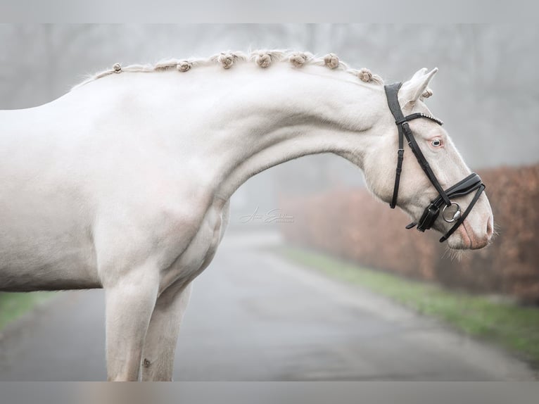 NRPS Wallach 3 Jahre 144 cm Cremello in Oost West en Middelbeers