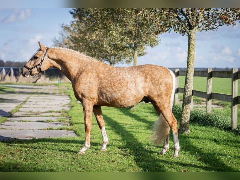 NRPS Wallach 3 Jahre 145 cm Palomino in Emmen