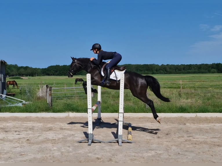 NRPS Wallach 3 Jahre 146 cm Schwarzbrauner in Voorschoten