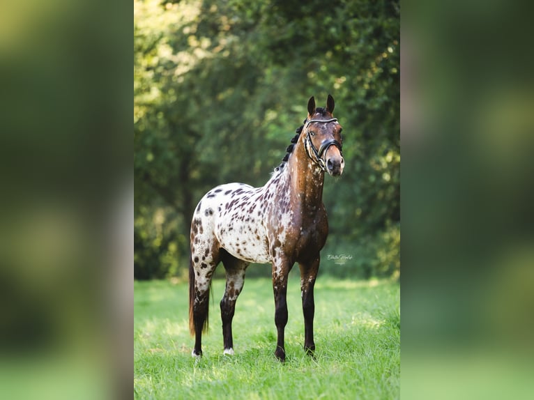 NRPS Wallach 3 Jahre 146 cm Tigerschecke in Didam