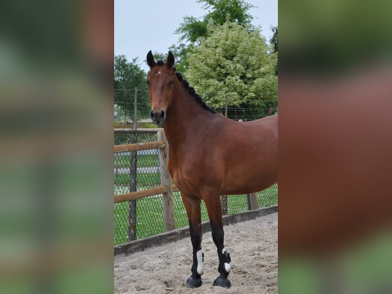 NRPS Mix Wallach 3 Jahre 147 cm Brauner in Venlo