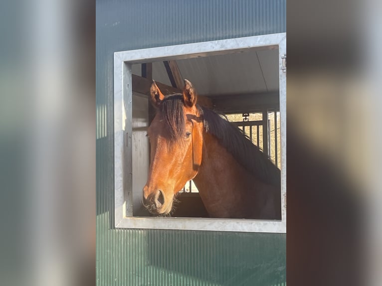NRPS Mix Wallach 3 Jahre 147 cm Brauner in Venlo