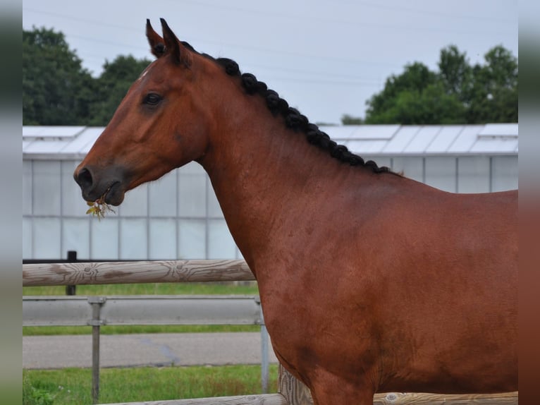 NRPS Mix Wallach 3 Jahre 147 cm Brauner in Venlo