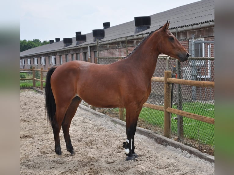 NRPS Mix Wallach 3 Jahre 147 cm Brauner in Venlo