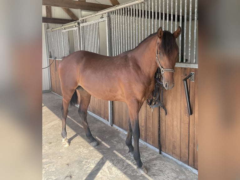 NRPS Mix Wallach 3 Jahre 147 cm Brauner in Venlo