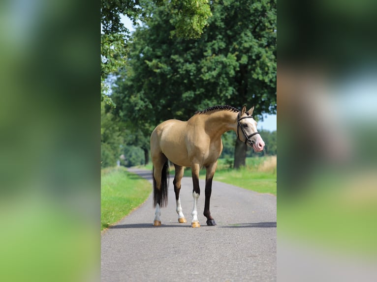 NRPS Wallach 3 Jahre 147 cm Buckskin in Asten