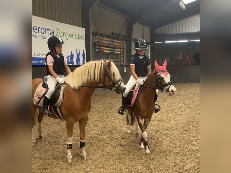 NRPS Wallach 3 Jahre 147 cm Dunkelfuchs in Harkema