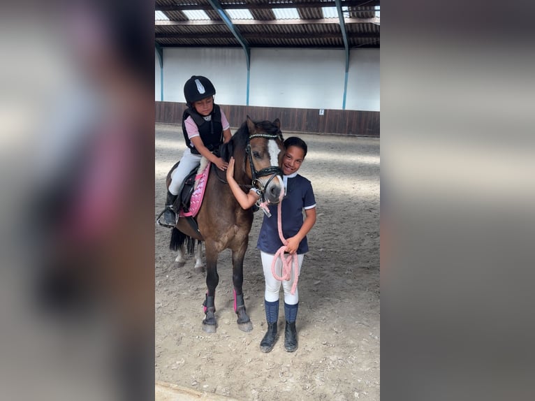 NRPS Wallach 3 Jahre 147 cm Dunkelfuchs in Harkema