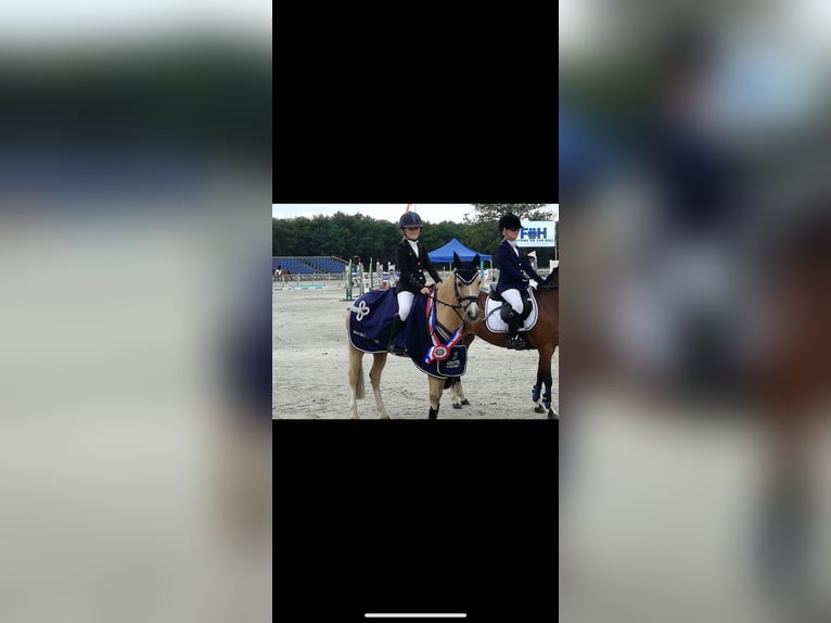 NRPS Wallach 3 Jahre 147 cm Dunkelfuchs in Harkema