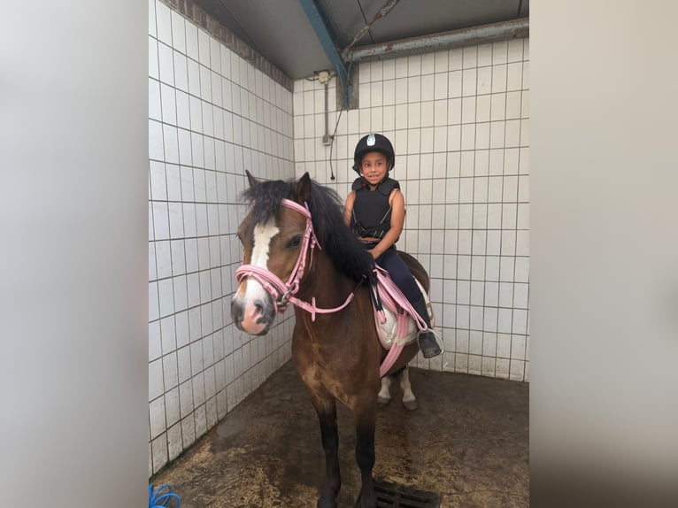 NRPS Wallach 3 Jahre 147 cm Dunkelfuchs in Harkema