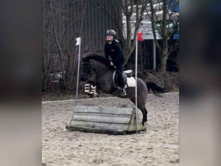 NRPS Wallach 3 Jahre 147 cm Dunkelfuchs in Harkema