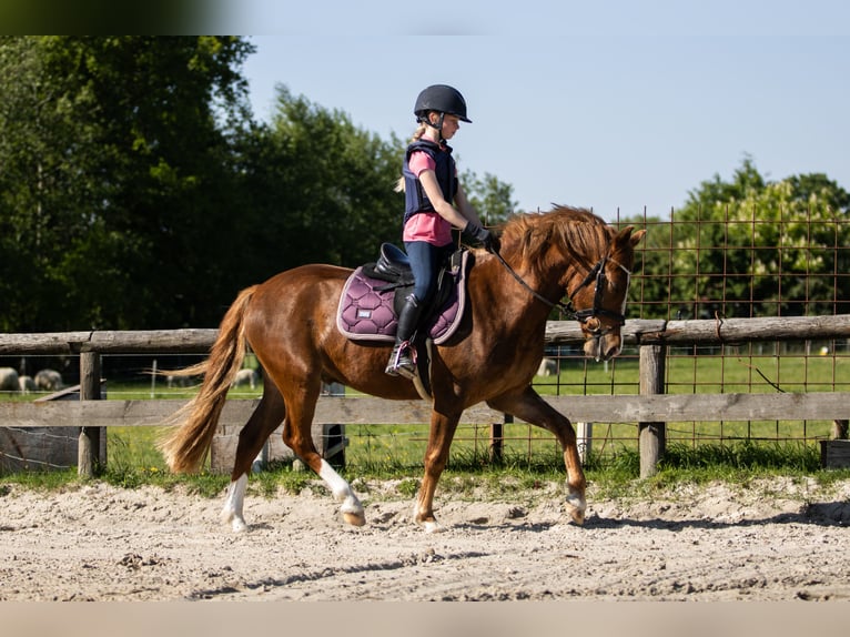 NRPS Wallach 3 Jahre 147 cm Dunkelfuchs in Harkema