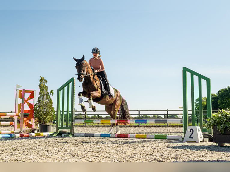 NRPS Wallach 3 Jahre 148 cm Schwarzbrauner in Heeswijk-Dinther