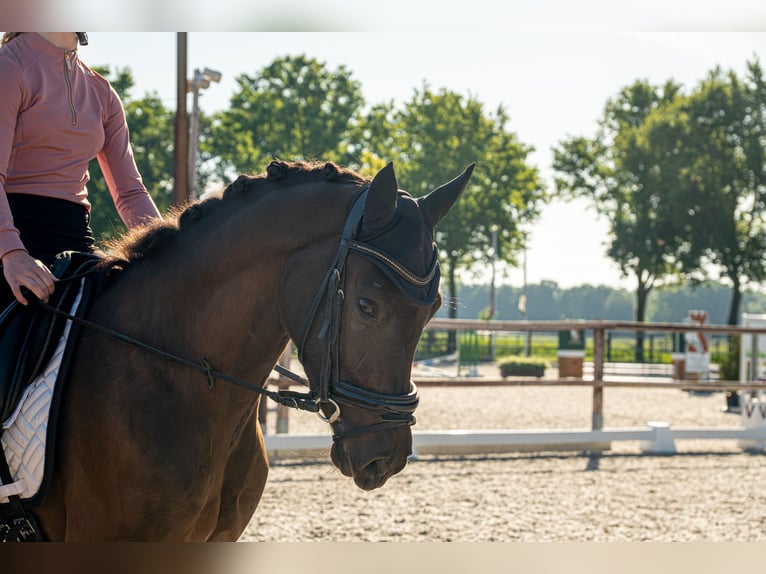 NRPS Wallach 3 Jahre 148 cm Schwarzbrauner in Heeswijk-Dinther