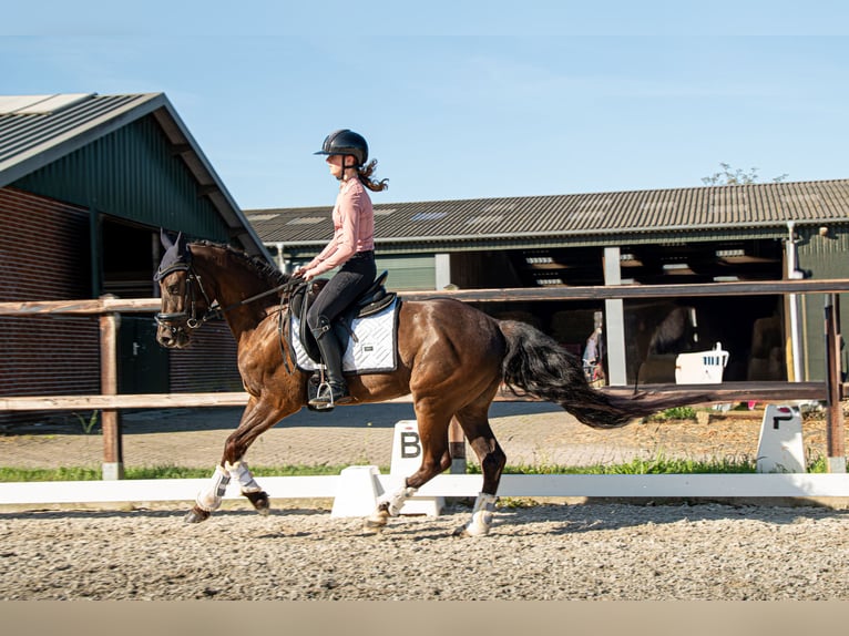 NRPS Wallach 3 Jahre 148 cm Schwarzbrauner in Heeswijk-Dinther