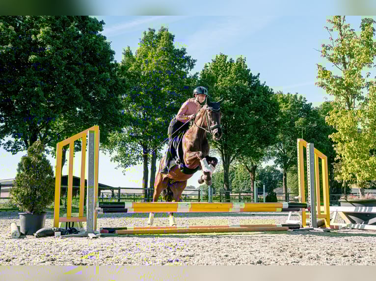 NRPS Wallach 3 Jahre 148 cm Schwarzbrauner in Heeswijk-Dinther