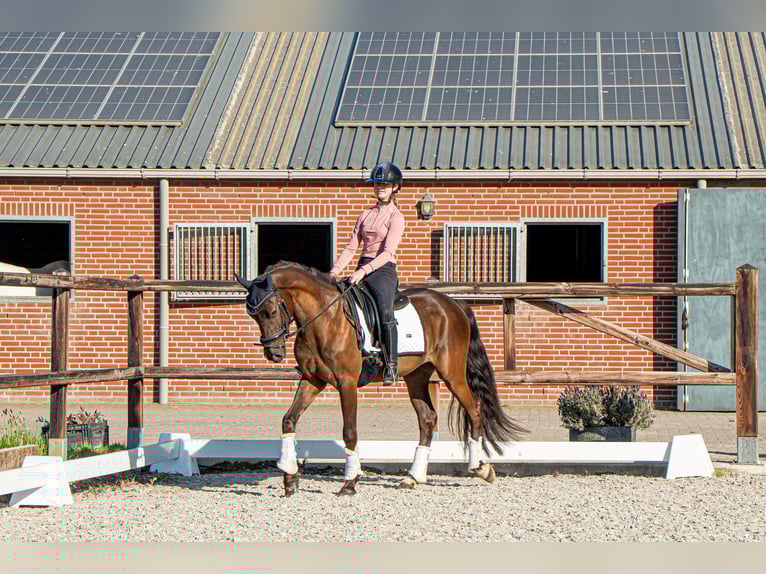 NRPS Wallach 3 Jahre 148 cm Schwarzbrauner in Heeswijk-Dinther