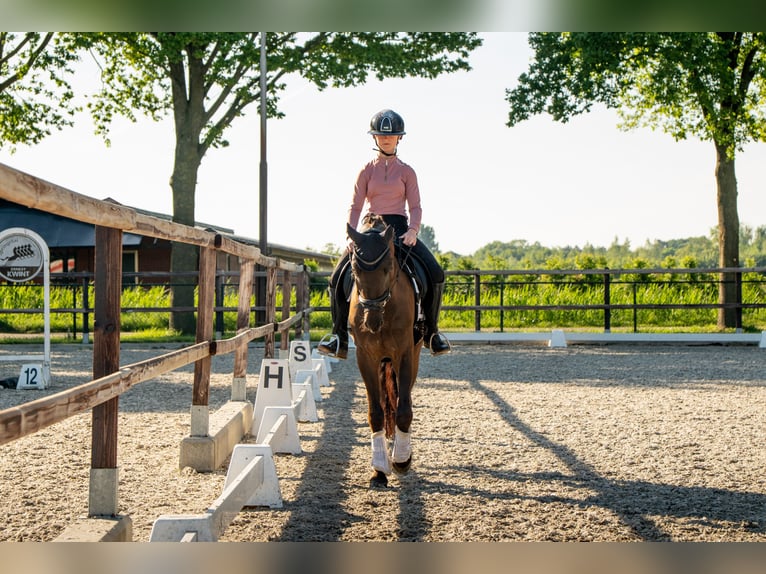NRPS Wallach 3 Jahre 148 cm Schwarzbrauner in Heeswijk-Dinther