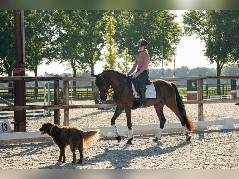 NRPS Wallach 3 Jahre 148 cm Schwarzbrauner in Heeswijk-Dinther