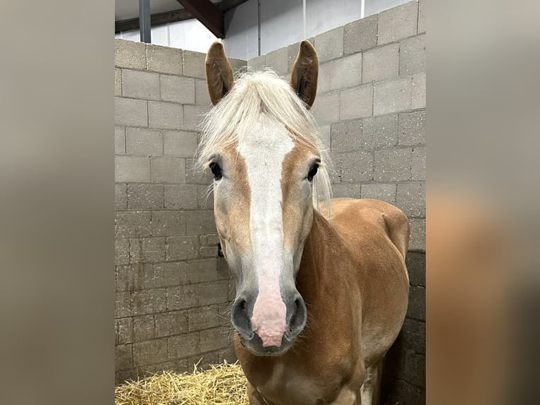 NRPS Wallach 3 Jahre 151 cm Palomino in Oud Gastel