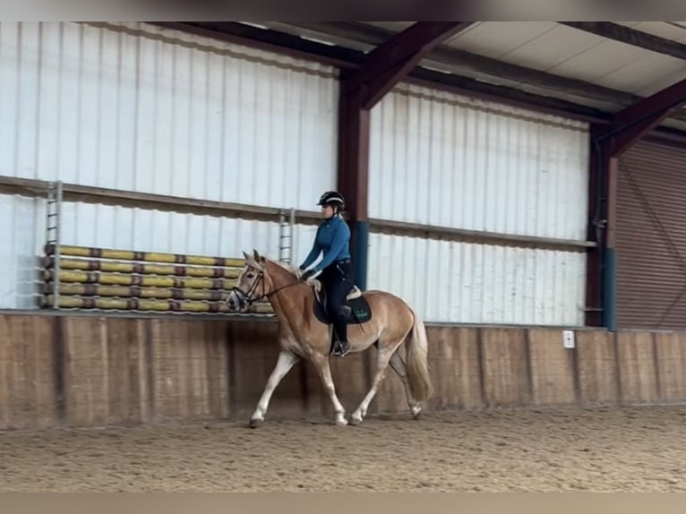 NRPS Wallach 3 Jahre 151 cm Palomino in Oud Gastel