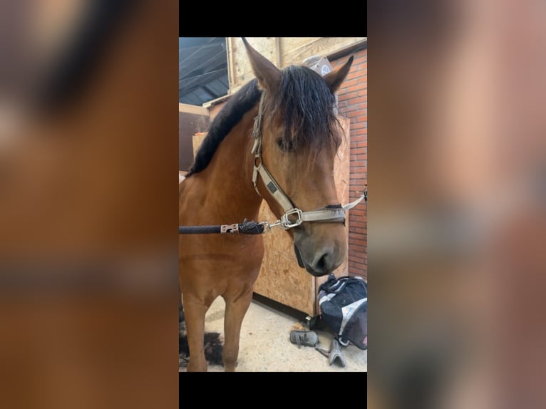 NRPS Mix Wallach 3 Jahre 152 cm Brauner in Bornerbroek