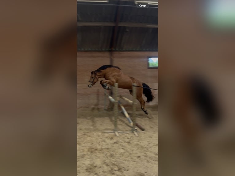 NRPS Mix Wallach 3 Jahre 152 cm Brauner in Bornerbroek