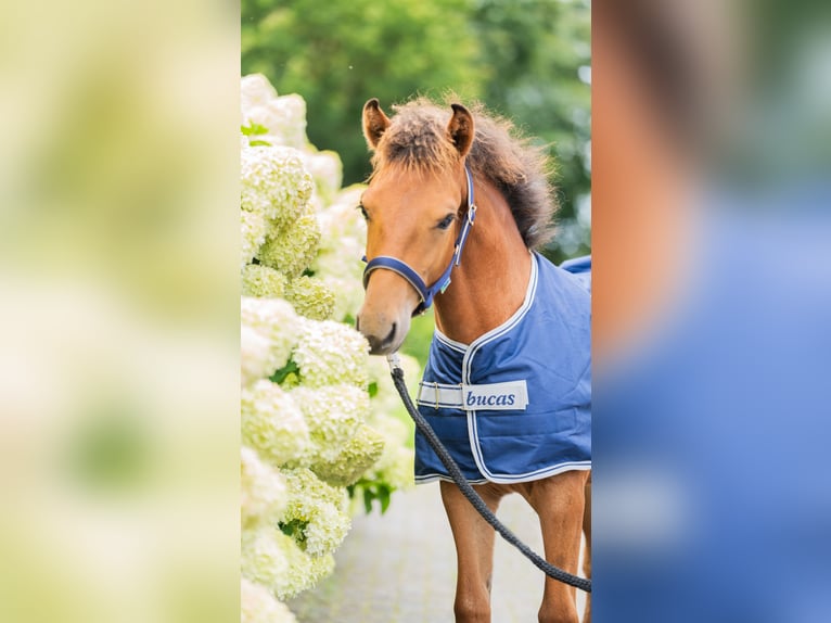 NRPS Mix Wallach 3 Jahre 152 cm Brauner in Bornerbroek
