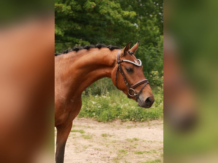 NRPS Wallach 3 Jahre 153 cm Brauner in Heemskerk