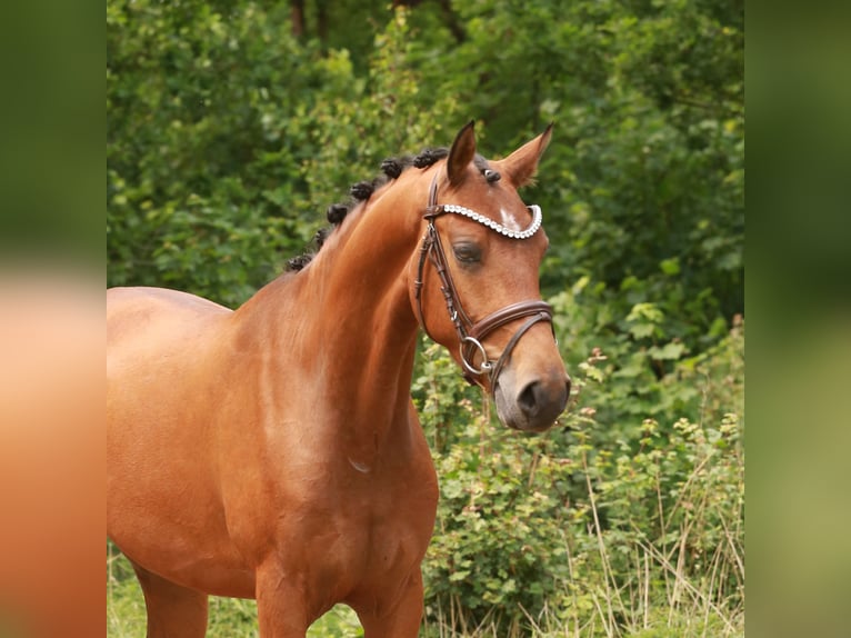 NRPS Wallach 3 Jahre 153 cm Brauner in Heemskerk
