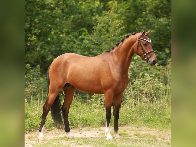 NRPS Wallach 3 Jahre 153 cm Brauner in Heemskerk