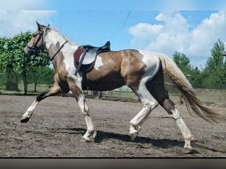 NRPS Wallach 3 Jahre 161 cm Buckskin in Well L