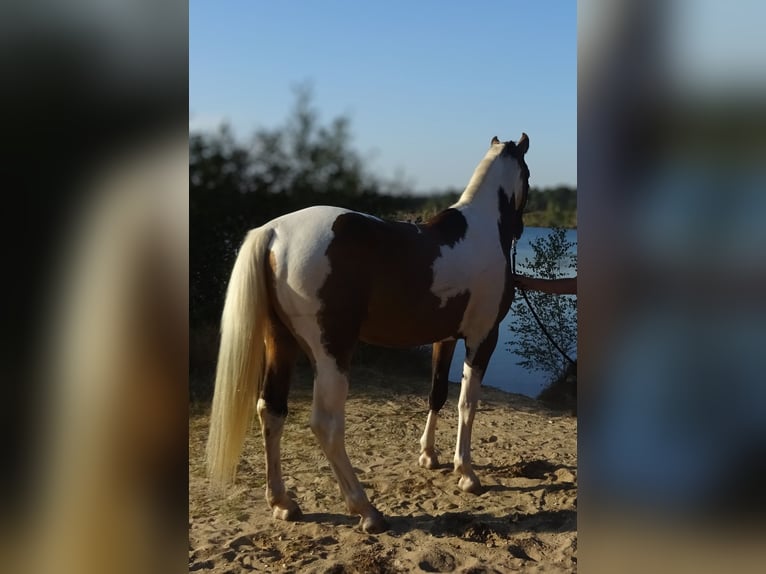 NRPS Wallach 3 Jahre 161 cm Buckskin in Well L