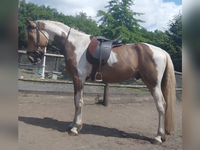 NRPS Wallach 3 Jahre 161 cm Buckskin in Well L