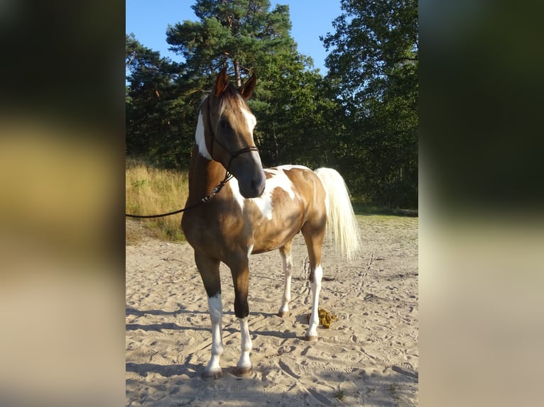 NRPS Wallach 3 Jahre 161 cm Buckskin in Well L