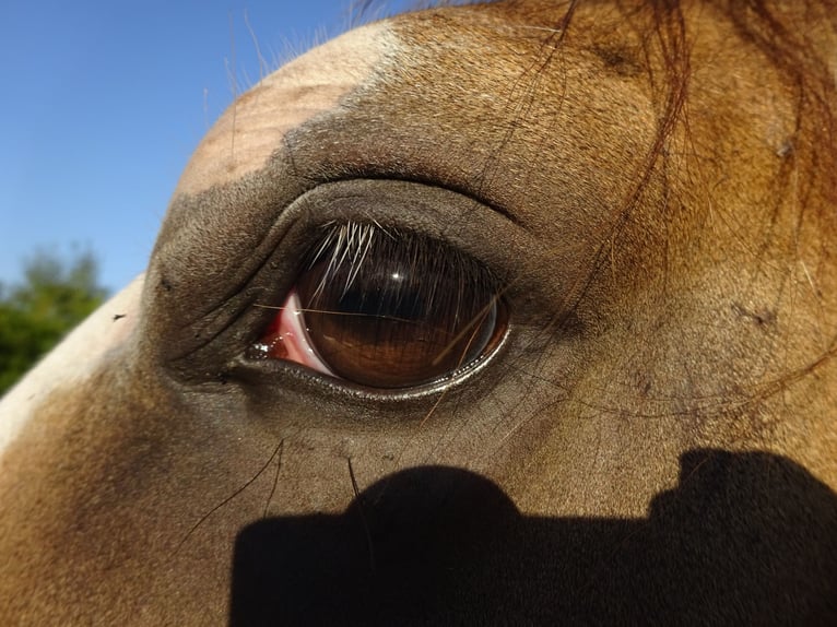 NRPS Wallach 3 Jahre 161 cm Buckskin in Well L