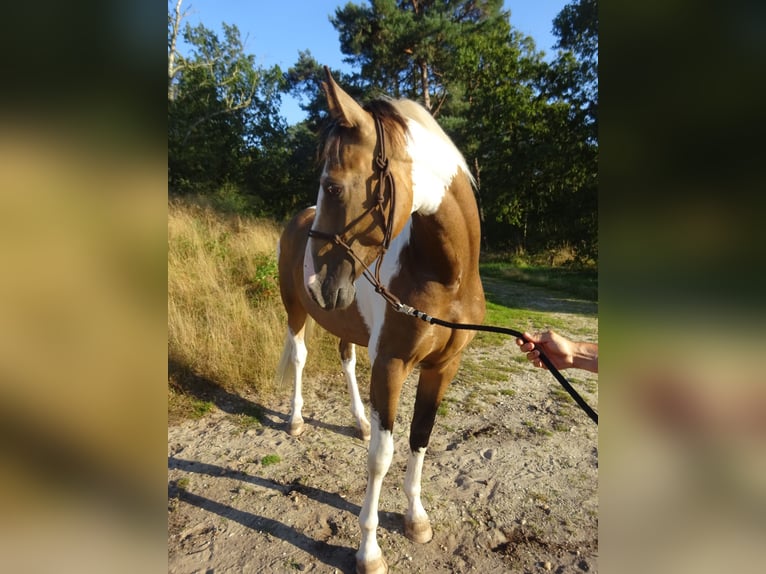 NRPS Wallach 3 Jahre 161 cm Buckskin in Well L